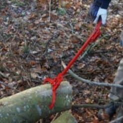 Ganxos i mordasses forestals