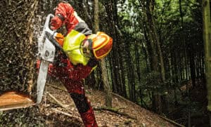 casco-protos-arborist